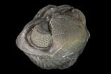 Bargain, Wide Eldredgeops Trilobite - Silica Shale #137261-4